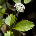 Dwarf ginseng